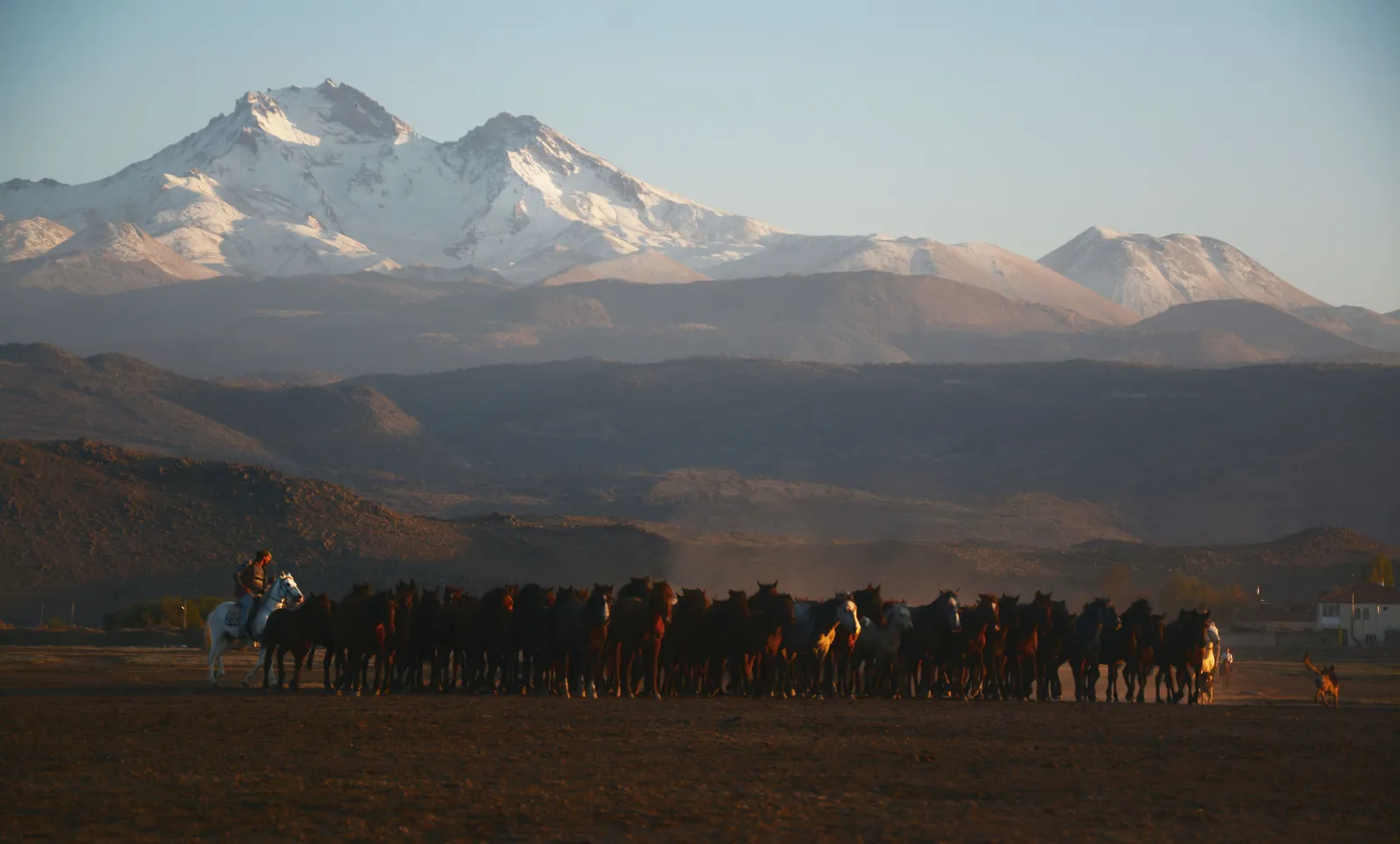 Hürmetçi yakınlarında ovada koşan at sürüsü, arkada karlı Erciyes Dağı
